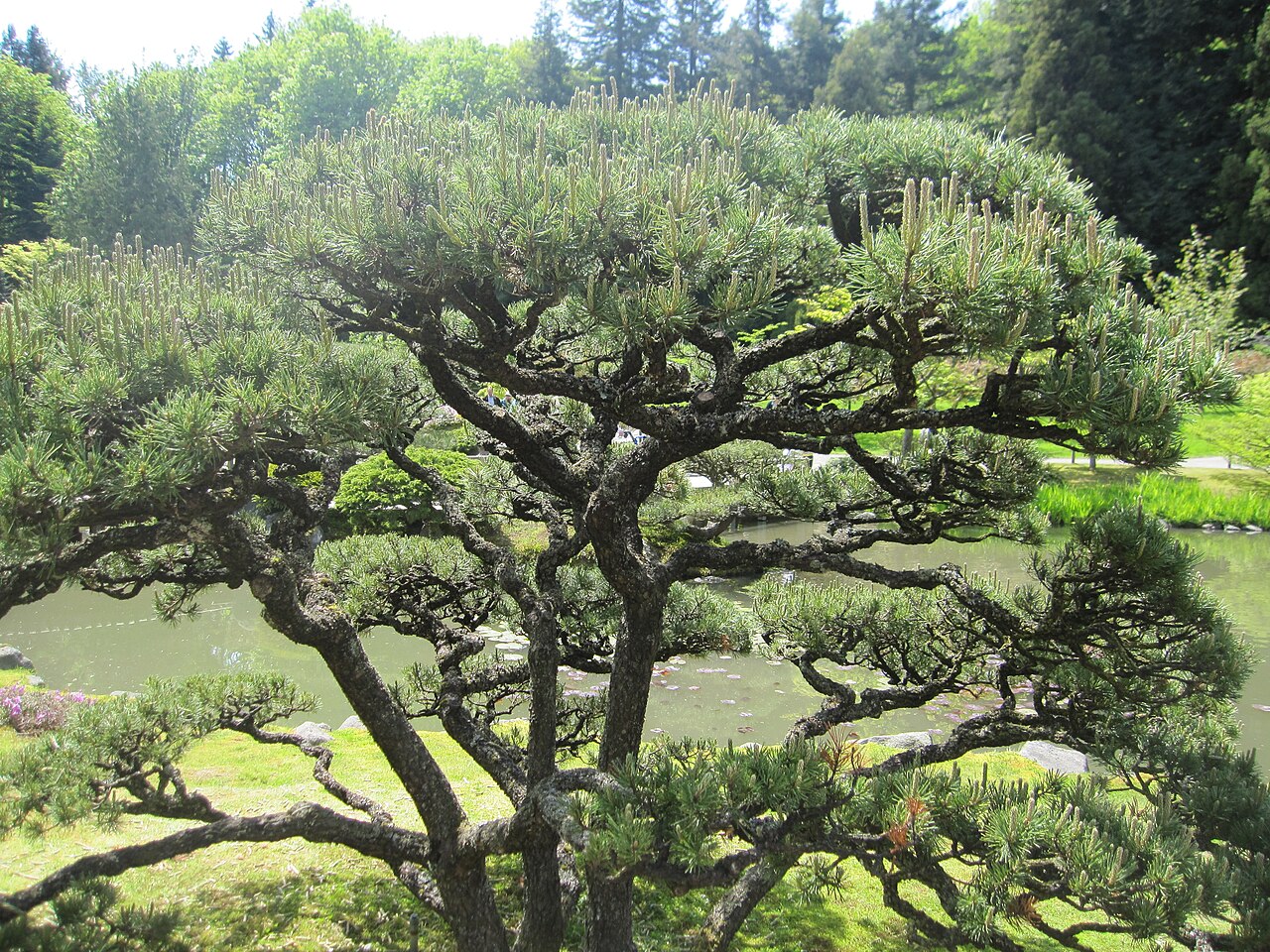 松の剪定